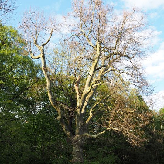 Volkspark Schönholzer Heide