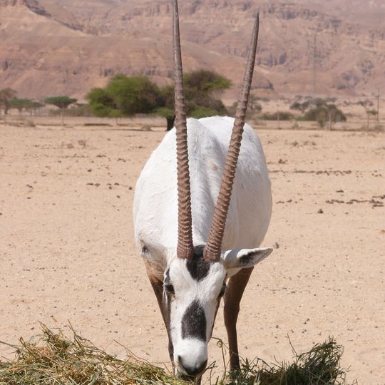 Riserva naturale di Hai-Bar Yotvata