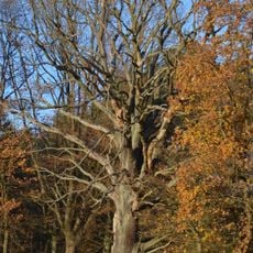 Naturdenkmal Trauben-Eiche 300 m nördlich der Försterei Lindhorst, rechts am Weg in Joachimsthal