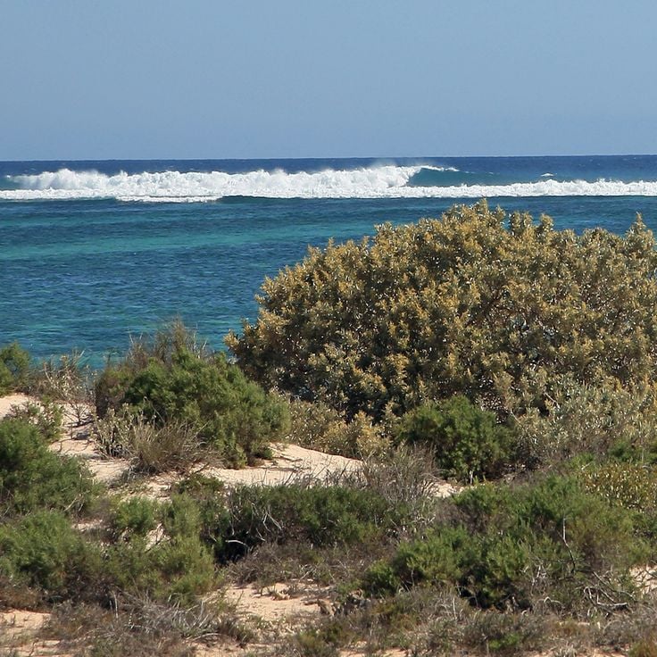 Ningaloo Resifi