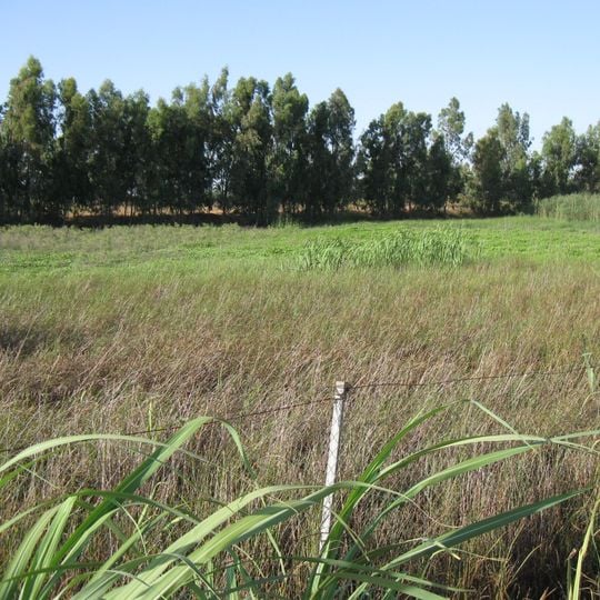 Herzliya winter swamp