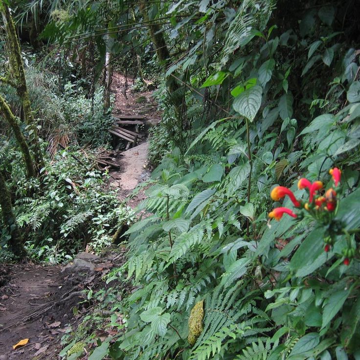 Sendero Los Quetzales