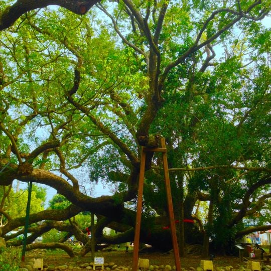 Wufu Linmen Sacred Tree