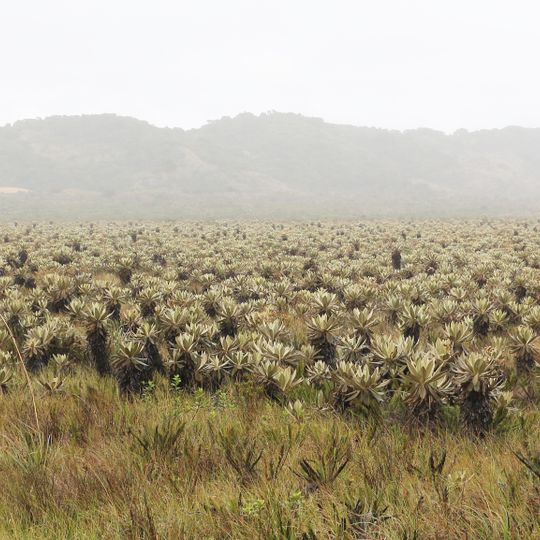 Région andine de la Colombie