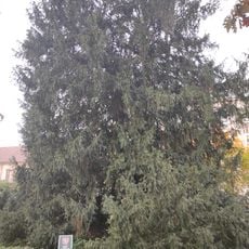 Taxus Baccata in Sady Svobody