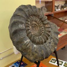 Museo mineralogico e paleontologico del Cenacolo Italo Mus