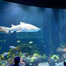 Wonders of Wildlife Museum & Aquarium