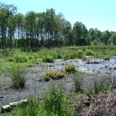 Krosewicker Grenzwald
