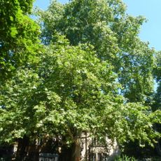 Platane Gerhart-Hauptmann-Anlage