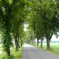 Wellenburger Allee