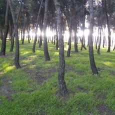 Parque de Pinar de Barajas, Madrid