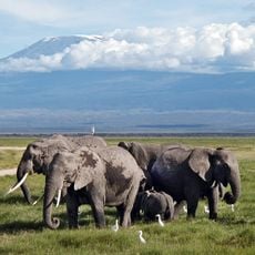 Amboseli nationalpark