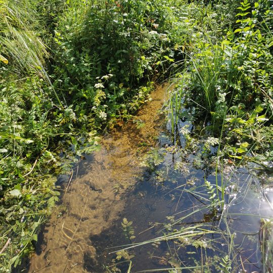 Rezerwat przyrody Mechowiska Czaple