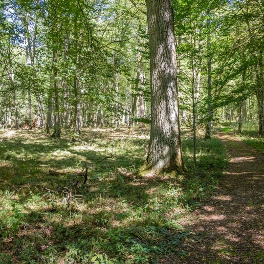 Eichen-Hainbuchenwald Laubenbuch bei Rothenstein