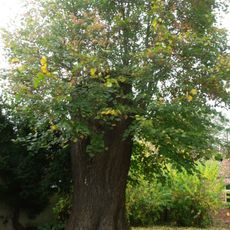 Naturdenkmal  [[Linden (Gattung)|Linde]]-[[Sommerlinde]] (''Tilia platyphyllos'') Alte Poststraße 7, auf dem Grundstück in Madlow