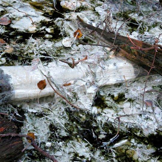 Zušu-Staiņu sēravoti