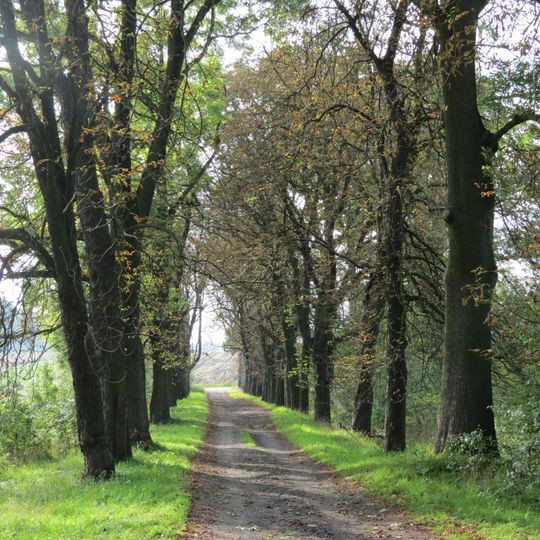 Doprowadzająca aleja kasztanowcowa