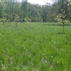 Poienile cu narcise din Dumbrava Vadului