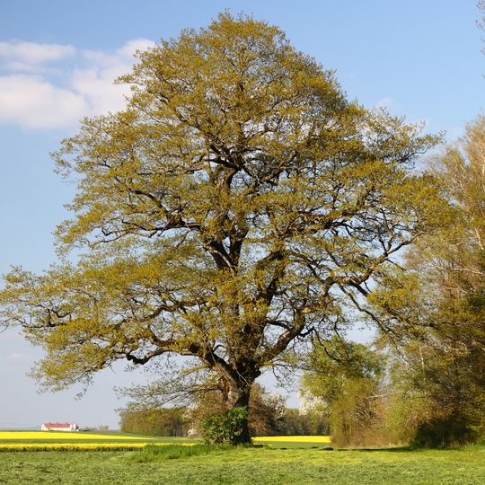 Naturdenkmal Eiche Schafwasen