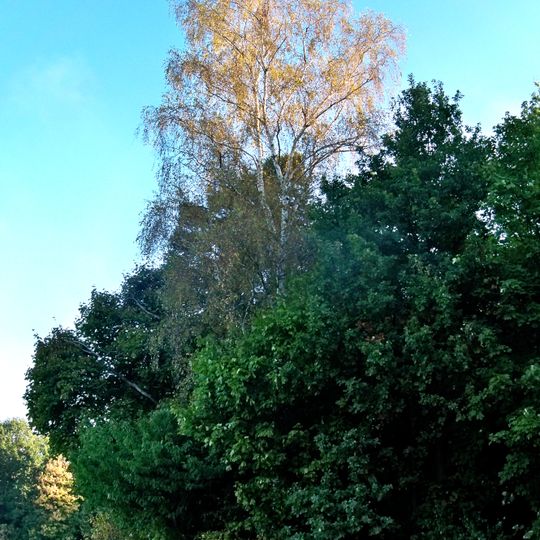 Nature reserve Wąwóz Szaniawskiego