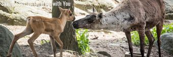 European Association of Zoos and Aquaria Profile Cover