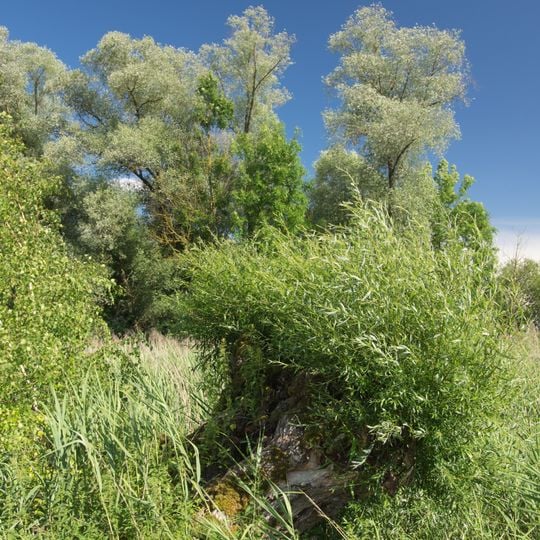 Altwasser bei Rettingen