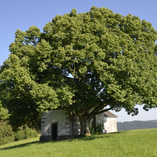 Kapellenlinde bei Zwettl an der Rodl