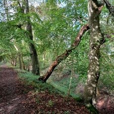 Grim's Ditch; portion from Mongewell Park Lodge to S of Nuffield church