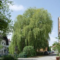 Trauerweide in Steyr