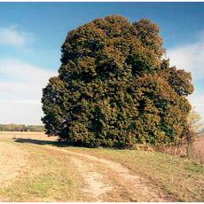 Lípa u Dohalic (Husova lípa)