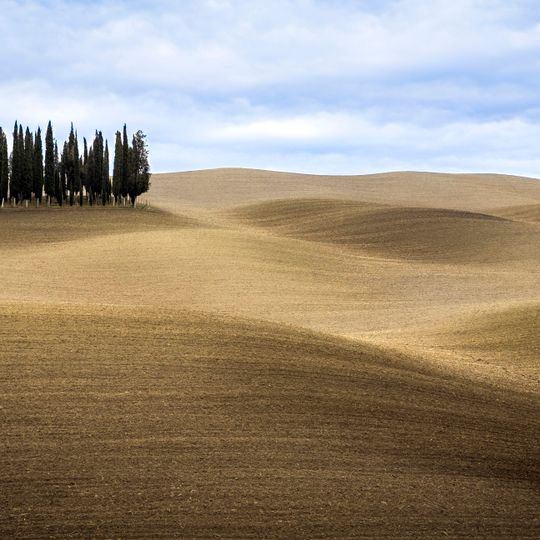 Cipressi di San Quirico d'Orcia