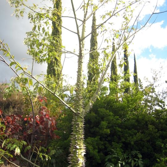 Enchanted Floral Gardens of Kula, Maui