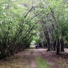 Riserva naturale Bosco della Mesola