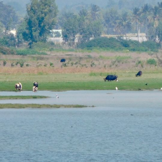 Hoskote