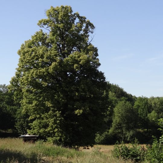 Lípa srdčitá v Bílém Kostele nad Nisou