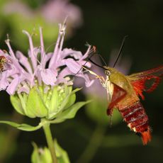 Merrimac Farm Wildlife Management Area