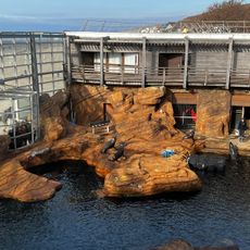 Sea lions