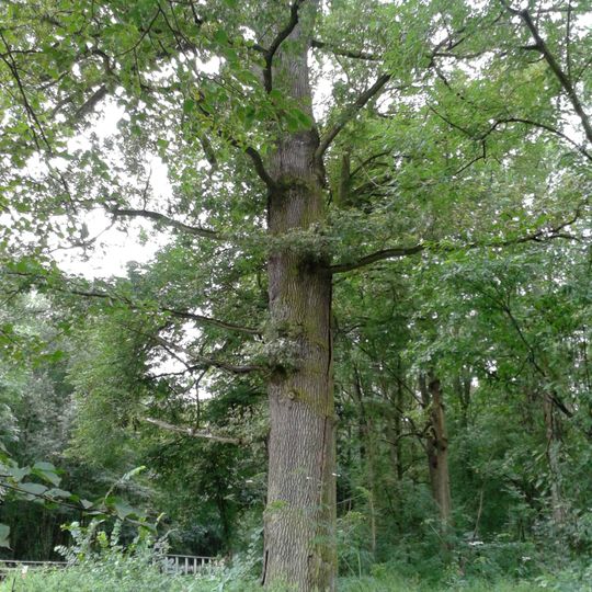 Dub u Kobylníku 1