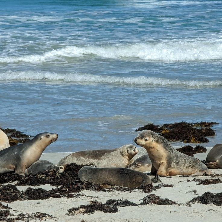 Seal Bay Conservation Park