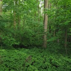 Loužek (nature reserve)
