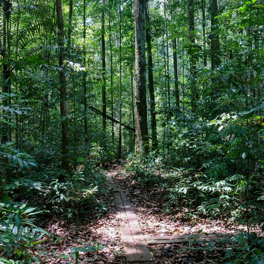 Forêt nationale de Caxiuanã