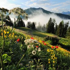Botanischer Alpengarten «Alpinum»