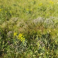 Balka Orlova Reserve