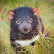 Tasmania: la ruta impresionante entre parques de montaña, reservas silvestres y lugares que no hay que perderse