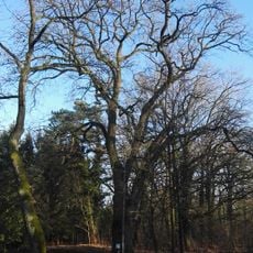 Naturdenkmal Försterei-Eiche