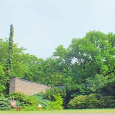 Naturdenkmal Stiel-Eiche Friedhof Lilienthalstraße