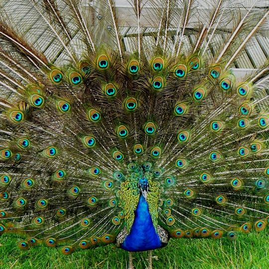 Petting Zoo De Trotse Pauw