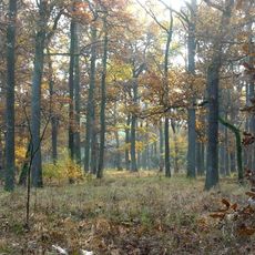 Nature reserve Dziki Ostrów