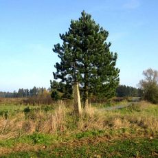 Kříž jihovýchodně od Bělčic u dráhy