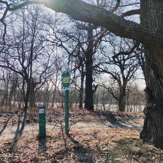 Сторічні дубові насадження природного походження